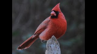 Northern Cardinal Cardinalis cardinalis Theodore Roosevelt Area at Timucuan Preserve [upl. by Eniahpets]