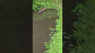 Goldfish Pond [upl. by Anirhtak]