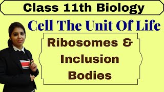 Ribosomes and Inclusion bodies  Cell The Unit Of Life  NCERT  Biology  Class 11  Part1 [upl. by Bodi]