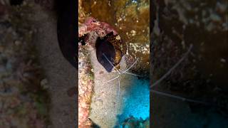 Persistent cleaner SHRIMP 🤗 viral scubadiving sea ocean gopro Eel underwater FYP chill [upl. by Gerti985]