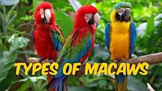 Types of macaws  10 species of macaw parrot  macaw family  shorts macaw [upl. by Anbul]