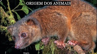 ORIGEM DOS ANIMAIS [upl. by Lizned672]