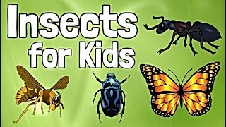 Insects for Kids [upl. by Cleres]