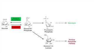 Glycogen Synthesis Glycogenesis Pathway [upl. by Suirtemed]