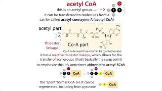 The Citric Acid Cycle aka TCA Krebs amp pyruvate oxidative decarboxylation chemistry amp context [upl. by Silvanus618]