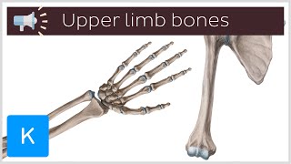 7 most difficult to pronounce bones of the upper limb  Anatomical Terms Pronunciation by Kenhub [upl. by Friedberg]