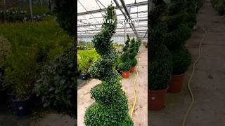 Twisty topiary plant garden topiary gardening twist [upl. by Brocklin]