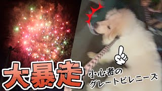 【一部始終】花火に驚いた超大型犬をお祭り会場で大暴れさせてしまいました。。 [upl. by Nnylrahc]