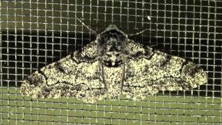 Peppered Moth Geometridae Biston betularia [upl. by Einnep169]