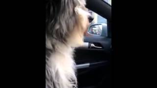 Dog Has The Sweetest Reaction When Going To See Nana [upl. by Colon]