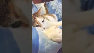 Пельмешка😼 katten catshorts catlover kitte kittin pets cutekittten shortsvideo shortvideo [upl. by Phares]