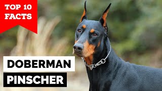 Doberman Pinscher  Top 10 Facts [upl. by Sherj]