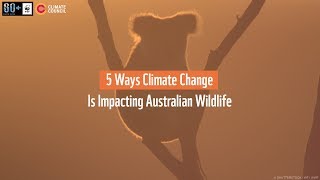 5 Ways Climate Change Impacts Australian Wildlife 🔥🐨🌪  WWFAustralia [upl. by Kerry]