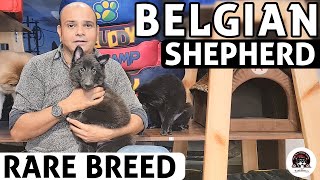 Belgian Shepherd Puppies  All About Rare Dog Breed  Funny amp Cute Puppies Video  Baadal Bhandaari [upl. by Younger859]