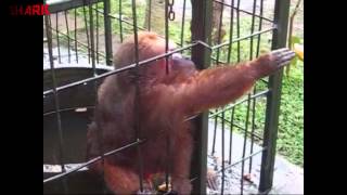 Ghetto Monkey Eating Bananas Funny Voiceover [upl. by Assilrac]