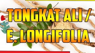 Tongkat ali BENEFICIOS HOMBRES PARA QUE SIRVE 🌿 Eurycoma longifolia🌿 Tongkat ali Longjack🌿plants [upl. by Bullion443]