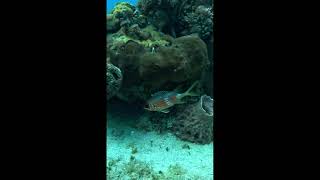 Longspine squirrelfish  Mexico🐟🇲🇽scubalove adventuresport cozumel travel amazingfish shorts [upl. by Anirpas]