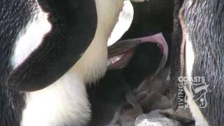 Penguin chick hatching at Living Coasts [upl. by Anrym]