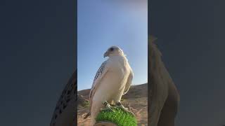 Bird falcon training birds falconery explore اكسبلور animals [upl. by Anoy568]