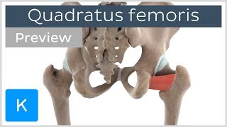 Functions of the quadratus femoris muscle preview  3D Human Anatomy  Kenhub [upl. by Liagiba]