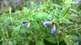 Common Skullcap Scutellaria galericulata var epilobiifolia  20120816 [upl. by Narud]