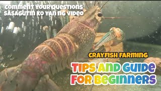 tips and guide crayfish farming [upl. by Kuhn]