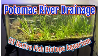 Potomac River Drainage Native Fish Biotope Aquarium May 2023 Update [upl. by Hubbard]