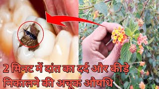 2 मिनट में दांत का कीड़ा तथा दर्द बाहर निकालने का घरेलू उपाय Home Remedy for Toothache deshiupchar [upl. by Carolina486]