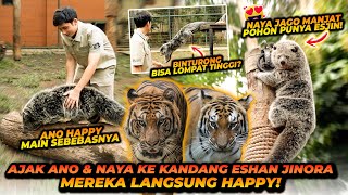 BINTURONG MAEN KE KANDANG HARIMAU  ANO NAYA OBRAK ABRIK KANDANG ESHAN JINORA [upl. by Durstin339]