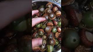 How to clean acorns for crafting No squirmies here shorts fallcrafts [upl. by Atihana131]