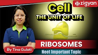 Ribosomes  Types of Ribosomes  Protein synthesis  Cell  the unit of life  NEET [upl. by Otrevlig567]