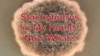 Stachybotrys in My Home Now What [upl. by Gretna]