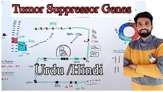 Cancer Part3 Tumor Suppressor Genes and Cancer ║Best Video║P53 Rb  other examples║URDUHINDI [upl. by Ahsihat]