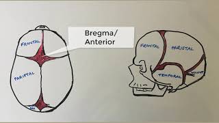 What is a cranial fontanelle What are they called When do they close [upl. by Adalard]