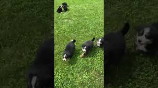 Adorable Bernese Mountain Dog Puppies Available Now [upl. by Renba]