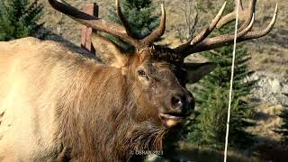 Bull Elk  Mammoth Hot Springs  Yellowstone National Park 2017 [upl. by Market]