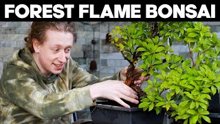 Repotting A Forest Flame Bonsai Tree [upl. by Marlon]