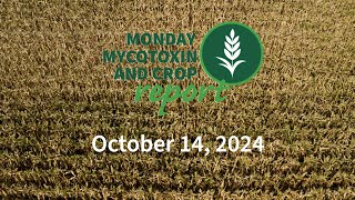 Monday Mycotoxin and Crop Report for October 14 2024 [upl. by Christie699]