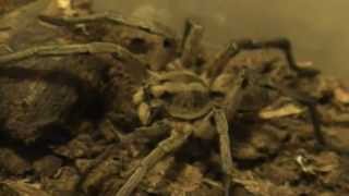 Carolina Wolf Spider Pounces on Moth [upl. by Killian381]