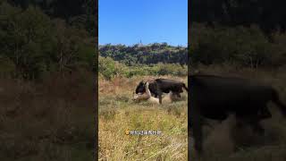 Lions hunt wildebeests Lions hunt wildebeests Amazing animals are here Animal World Highlights o [upl. by Oler621]