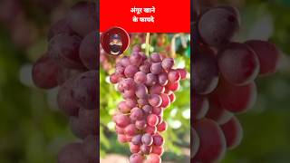 अंगूर खाने के फायदेangoor khane ke faydegrapeshealth grapes [upl. by Dace]