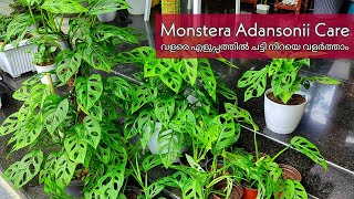 Monstera Adansonii care n propagation  എളുപ്പത്തിൽ ചട്ടി നിറയെ വളർത്തിയെടുക്കാം [upl. by Noryk]