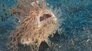 The Insatiable Hairy Frogfish [upl. by Diarmid]