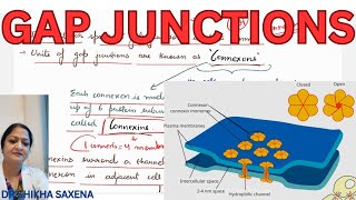 Gap Junctions structure functions importance [upl. by Ekaterina834]