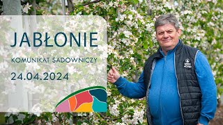 Komunikat sadowniczy Jabłonie  24042024  Zbigniew Marek [upl. by Dougald289]