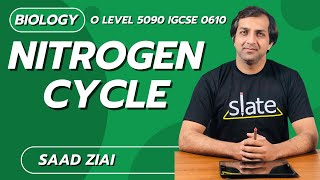 Nitrogen Cycle  O Level  Biology  Saad Ziai  SLATE [upl. by Joost758]