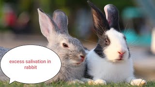 Excessive salivation in rabbitcauses saliva rabbit bunny [upl. by Moe]