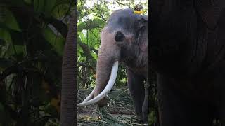 සියනෑවේ අභිමානය ❤️🙏Tusker asianelephant elephant [upl. by Ilam782]