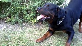 Big Rottweiler defends his territory 2 [upl. by Clywd]