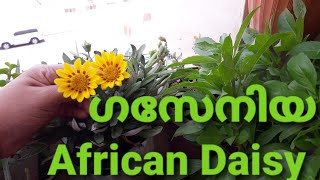 ഗസാനിയ Treasure flower African Daisy [upl. by Glori761]